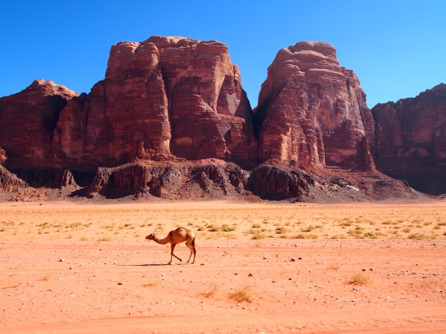 a wandering camel in wadi rum